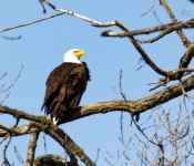 2016 04 09 Eagles 015